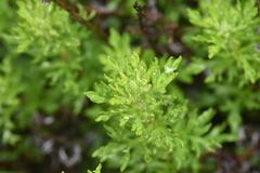 Artemisia michauxiana