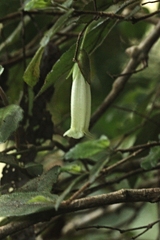 Fieldia australis