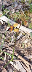 Diuris orientis