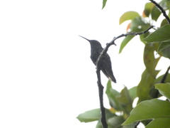 Anthracothorax mango