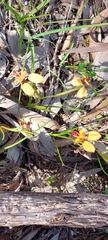 Diuris orientis