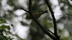 Setophaga castanea