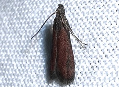 Varneria postremella
