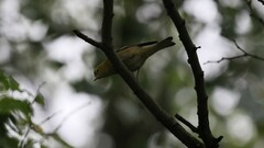 Setophaga castanea