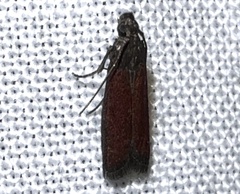 Varneria postremella