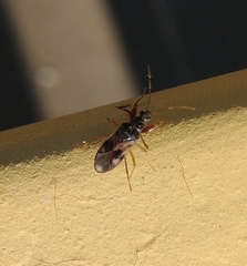 Pseudopamera nitidula