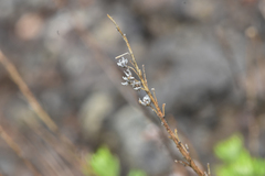 Artemisia michauxiana