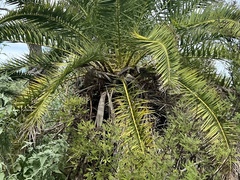 Phoenix canariensis