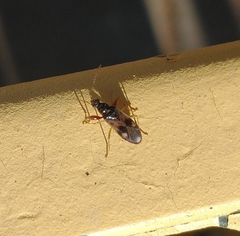 Pseudopamera nitidula