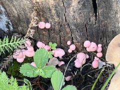 Fungi