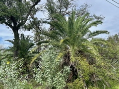 Phoenix canariensis
