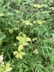 Sanicula canadensis