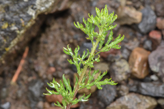 Artemisia michauxiana