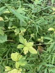 Sanicula canadensis