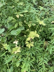 Sanicula canadensis