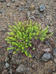 Artemisia michauxiana