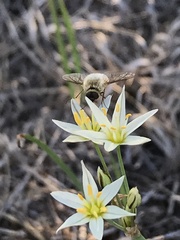 Bombyliinae