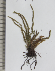 Calymmodon gracillimus