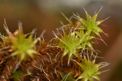 Syntrichia