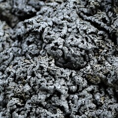 Allantoparmelia almquistii