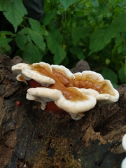 Ganoderma