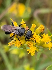 Astata