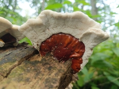Ganoderma