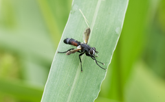 Cylindromyia intermedia