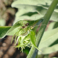 Zelus renardii