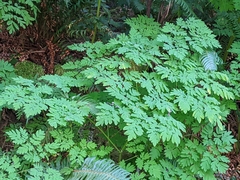 Corydalis scouleri