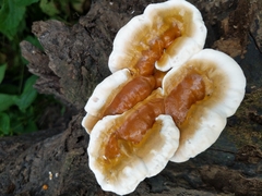 Ganoderma