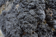 Allantoparmelia almquistii