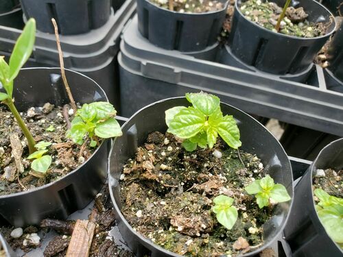 Pilea hyalina, 2021-04-15