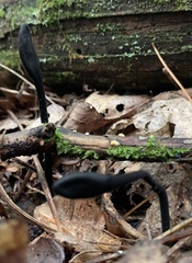 Geoglossum