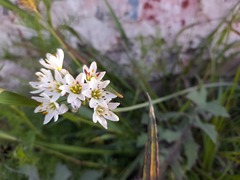 Nothoscordum gracile