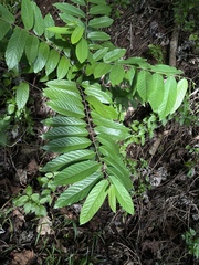Cananga odorata