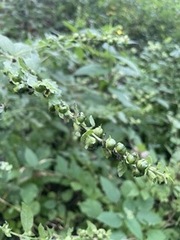 Dasistoma macrophylla