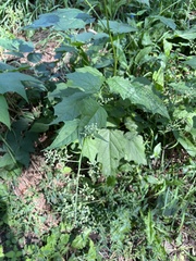 Chenopodiastrum simplex