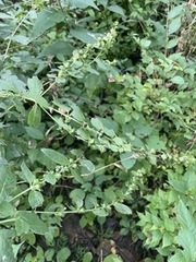 Dasistoma macrophylla