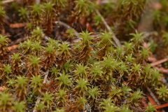 Syntrichia