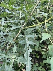 Dasistoma macrophylla