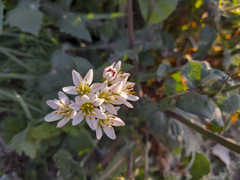 Nothoscordum gracile