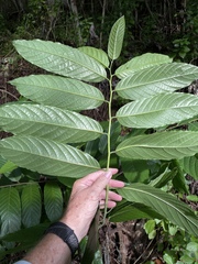 Cananga odorata