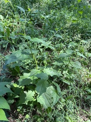 Chenopodiastrum simplex