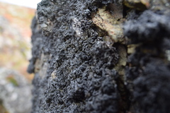 Allantoparmelia almquistii