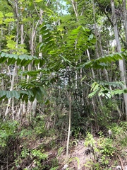 Cananga odorata