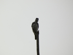 Tyrannus dominicensis