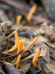 Clavariaceae