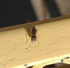 Pseudopamera nitidula