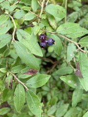 Vaccinium myrtilloides